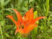 Summer Bog Gardens 20210613 0001
