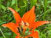 Summer Bog Gardens 20210613 0002