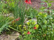 Summer Bog Gardens 20210613 0003