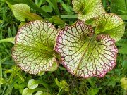 Summer Bog Gardens 20210613 0004