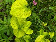 Summer Bog Gardens 20210613 0005