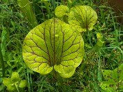 Summer Bog Gardens 20210613 0007