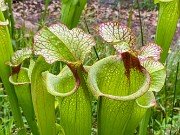 Summer Bog Gardens 20210613 0008