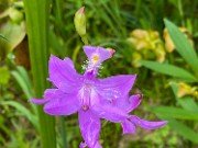 Summer Bog Gardens 20210613 0009