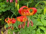 Summer Bog Gardens 20210613 0012