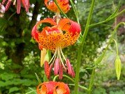 Summer Bog Gardens 20210613 0013