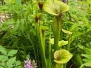 Summer Bog Gardens 20210613 0014