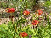Summer Bog Gardens 20210613 0016
