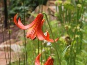 Summer Bog Gardens 20210621 0001