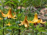 Summer Bog Gardens 20210621 0002