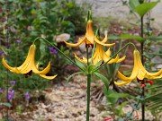 Summer Bog Gardens 20210621 0004