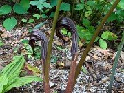 Summer Banana Bed 20230704 0002