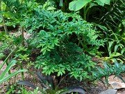 Summer Banana Bed 20230704 0006