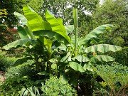 Summer Banana Bed 20230704 0010