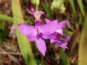 Summer Bog Gardens 20230615 0001