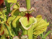 Summer Bog Gardens 20230615 0002