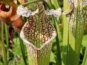 Summer Bog Gardens 20230615 0004