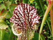Summer Bog Gardens 20230615 0007