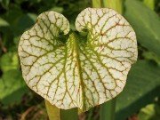 Summer Bog Gardens 20230615 0008