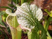 Summer Bog Gardens 20230615 0009