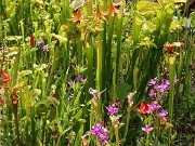 Summer Bog Gardens 20230615 0010