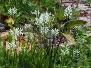 Summer Bog Gardens 20240805 0001