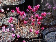 Summer Cyclamen hederifolium 20240911 0001