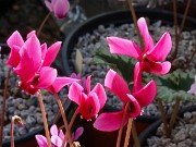 Summer Cyclamen hederifolium 20240911 0002
