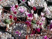 Summer Cyclamen hederifolium 20240911 0003