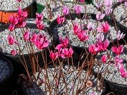 Summer Cyclamen hederifolium 20240911 0004