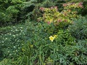 Summer Driveway Beds 20240618 0003