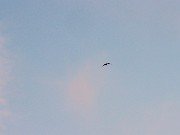 Bats 20240313 0002