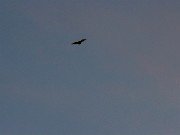 Bats 20240313 0003