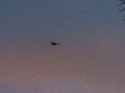 Bats 20240313 0004