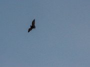 Bats 20240313 0005