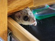 Flying Squirrel 20220805 0001