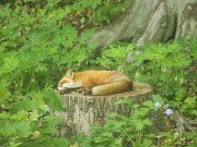 Fox 20220522 0001