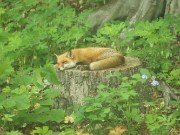 Fox 20220522 0003