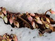 Winter Greenhouse Beds 20210216 0003