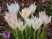 Winter Driveway Crocuses 20240212 0001