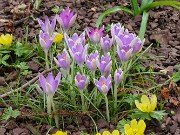 Winter Driveway Crocuses 20240212 0002