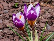 Winter Driveway Crocuses 20240212 0003
