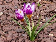 Winter Driveway Crocuses 20240212 0004