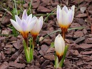 Winter Driveway Crocuses 20240212 0005