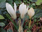 Winter Driveway Crocuses 20240212 0006