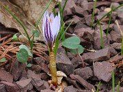 Winter Driveway Crocuses 20240212 0007