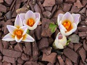 Winter Driveway Crocuses 20240212 0008