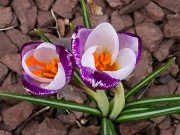 Winter Driveway Crocuses 20240212 0009