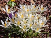 Winter Driveway Crocuses 20240226 0001