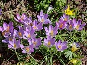 Winter Driveway Crocuses 20240226 0002